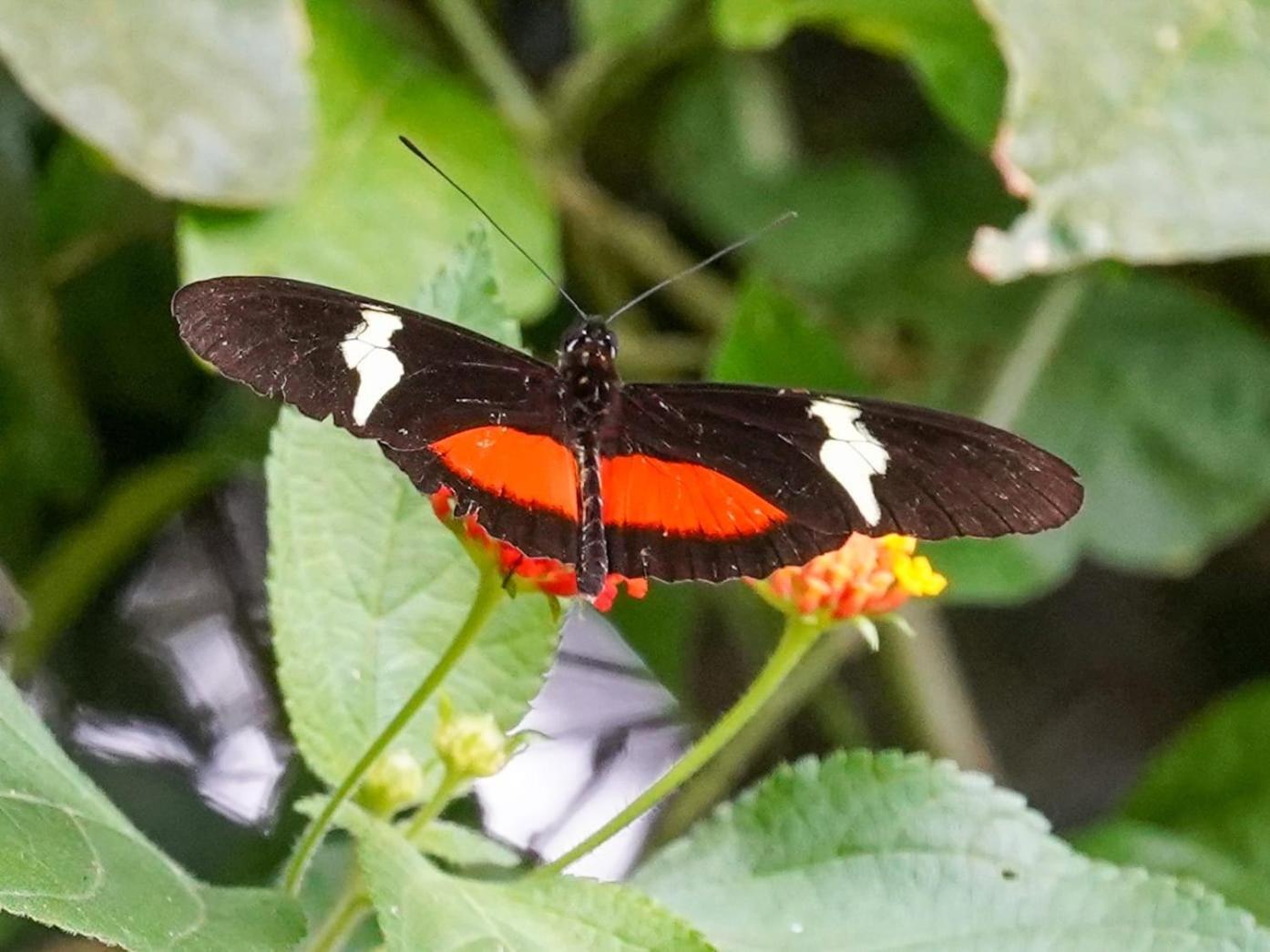 Campo Azul - Monteverde Ngoại thất bức ảnh
