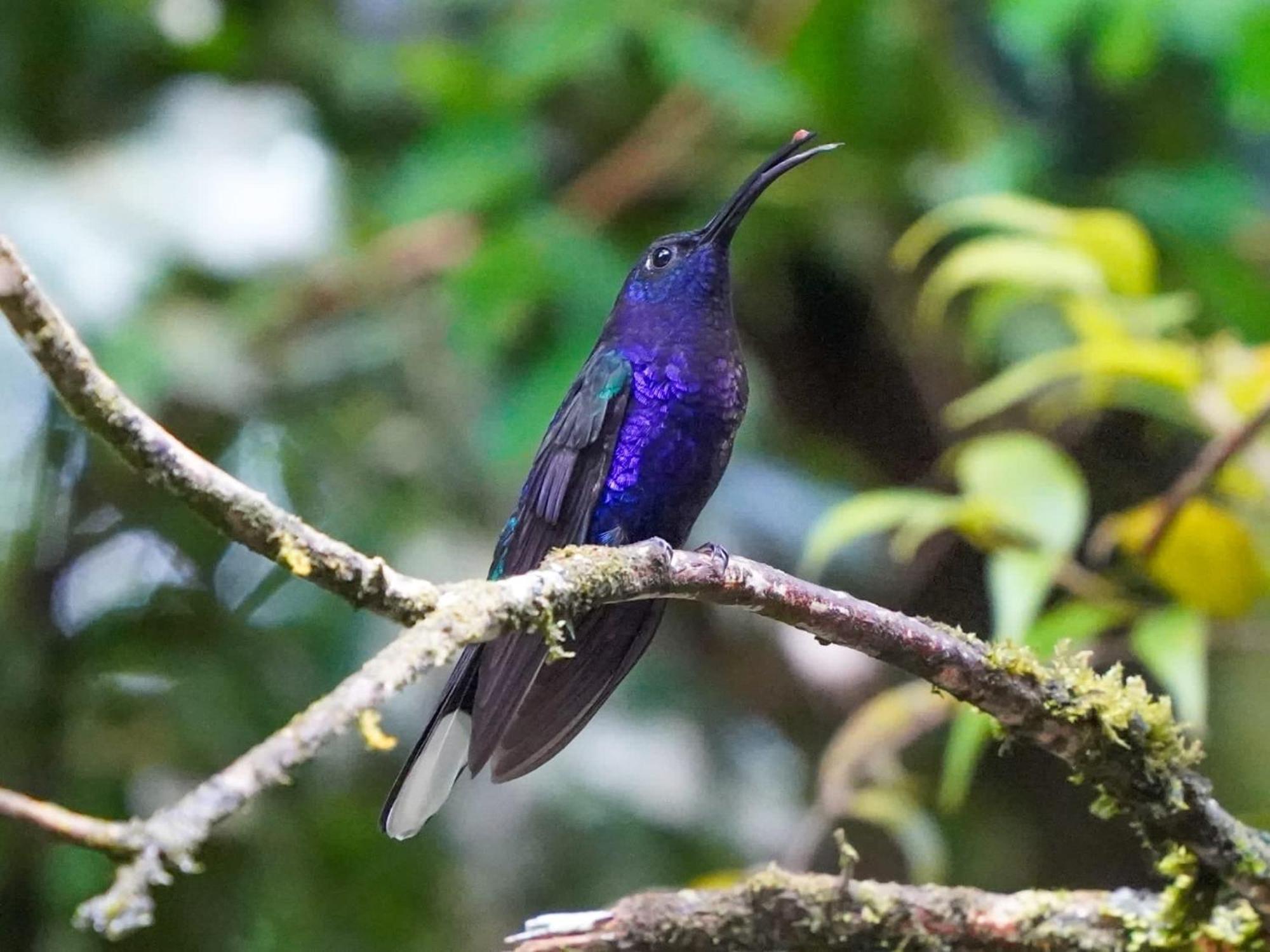 Campo Azul - Monteverde Ngoại thất bức ảnh