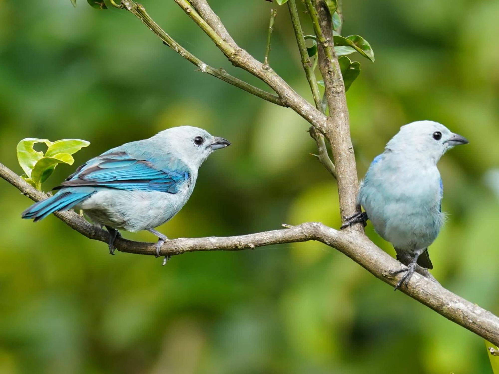 Campo Azul - Monteverde Ngoại thất bức ảnh